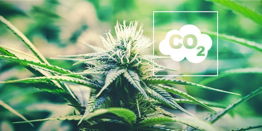 CO₂ En Cannabis