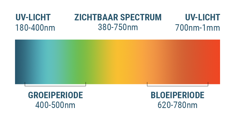 Het Lichtspectrum En Cannabis Het Lichtspectrum En Cannabis