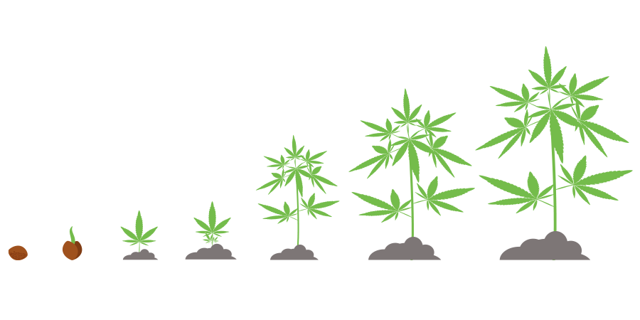 Tijdsbestek Cannabis