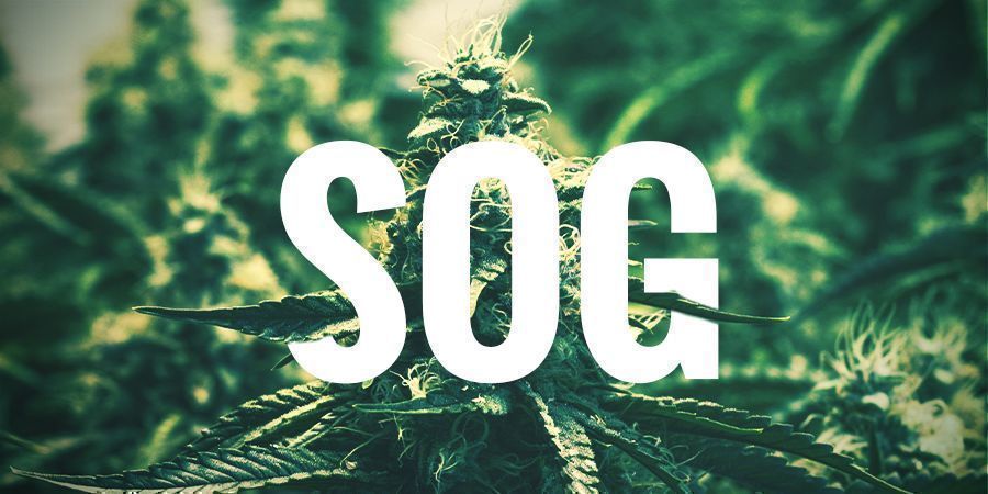 SOG - SEA OF GREEN