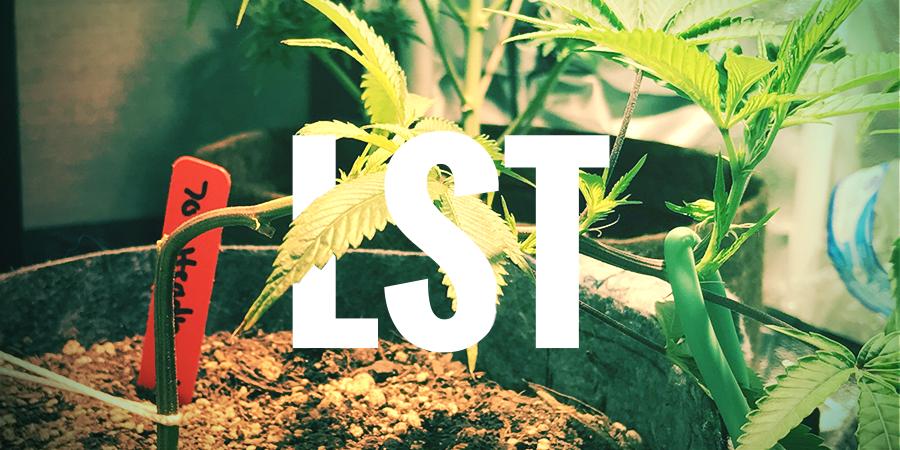 LST - LOW STRESS TRAINING