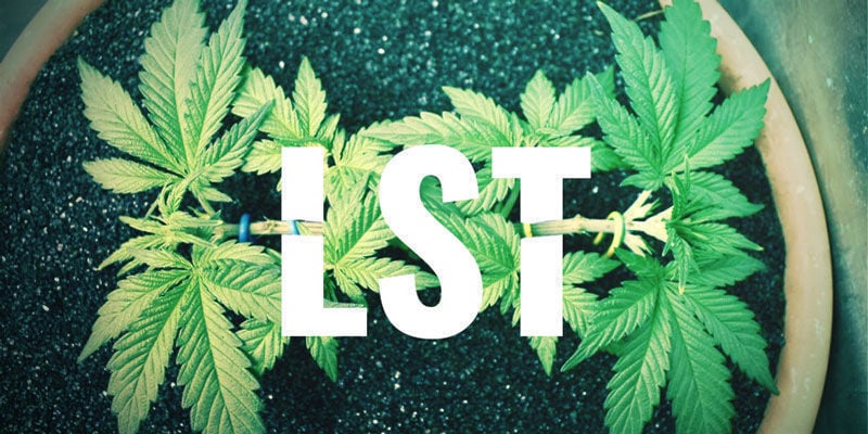 LST - LOW STRESS TRAINING