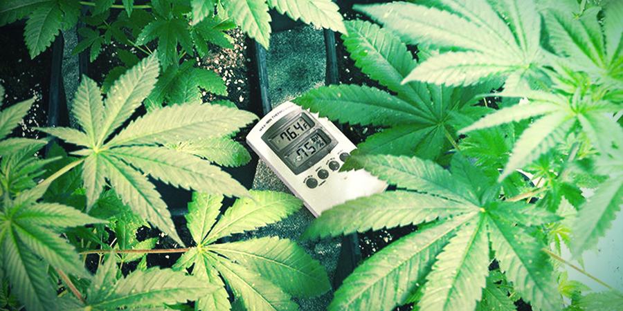 Optimale Temperatuur Voor Het Verbouwen Van Cannabis Optimale Temperatuur Voor Het Verbouwen Van Cannabis