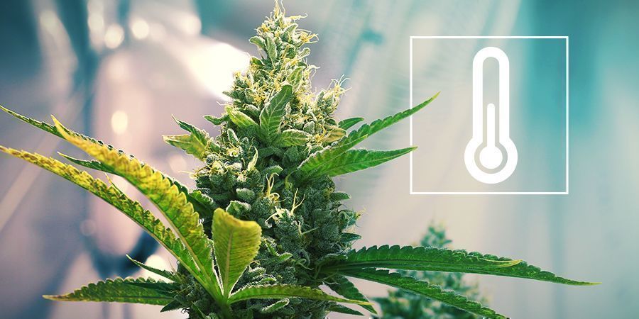 Temperatuur In de Cannabis Kweekruimte