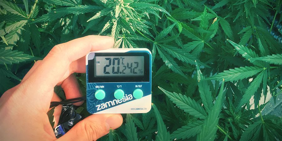 Optimale Temperatuur Voor Het Verbouwen Van Cannabis