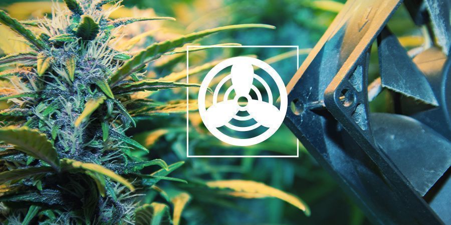 Ventilatie In Je Cannabis Kweekruimte