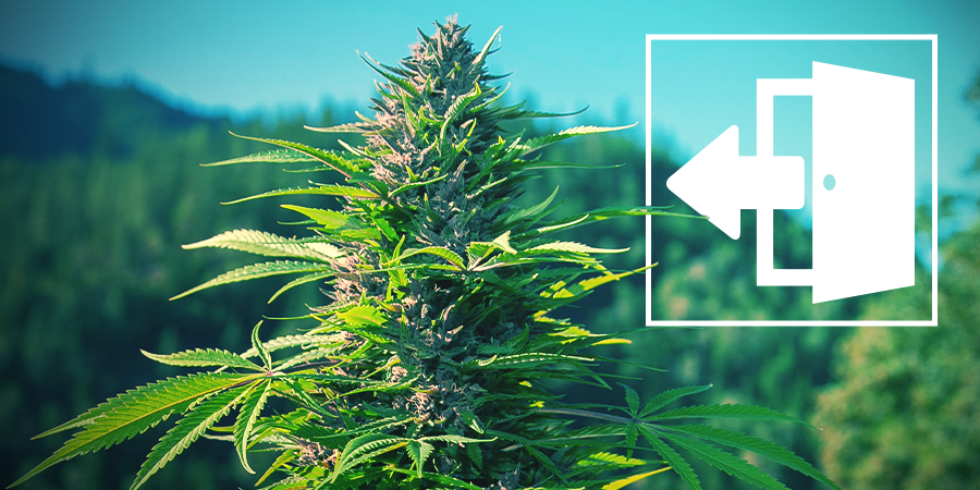 Cannabis Buiten Kweken Cannabis Buiten Kweken