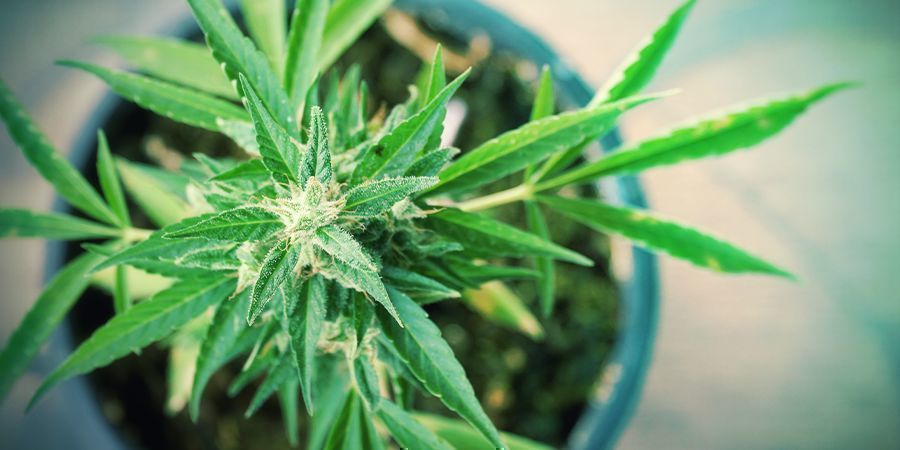 Voor- En Nadelen Van Cannabis Kweken Op Je Balkon/Terras