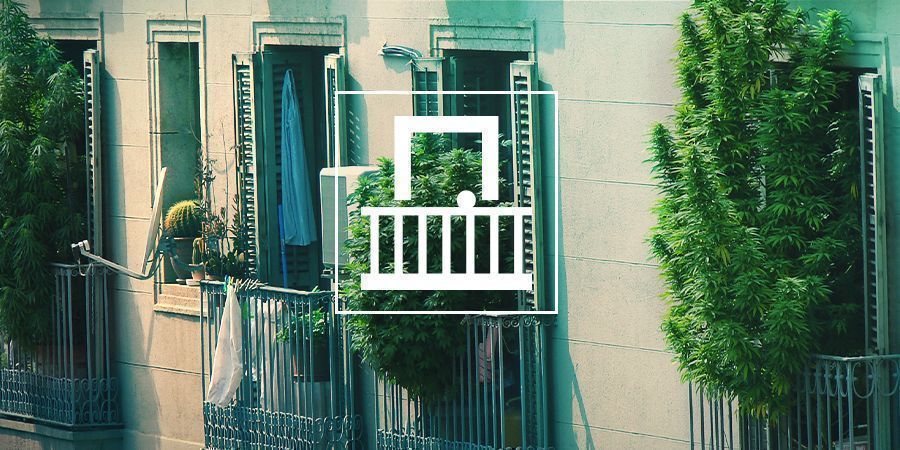 Cannabis Kweken Op Je Balkon Of Terras