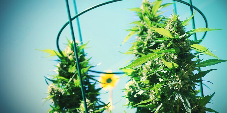 Hoe Zit Het Met Autoflowering Soorten