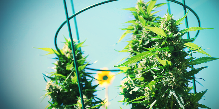 Hoe Zit Het Met Autoflowering Soorten