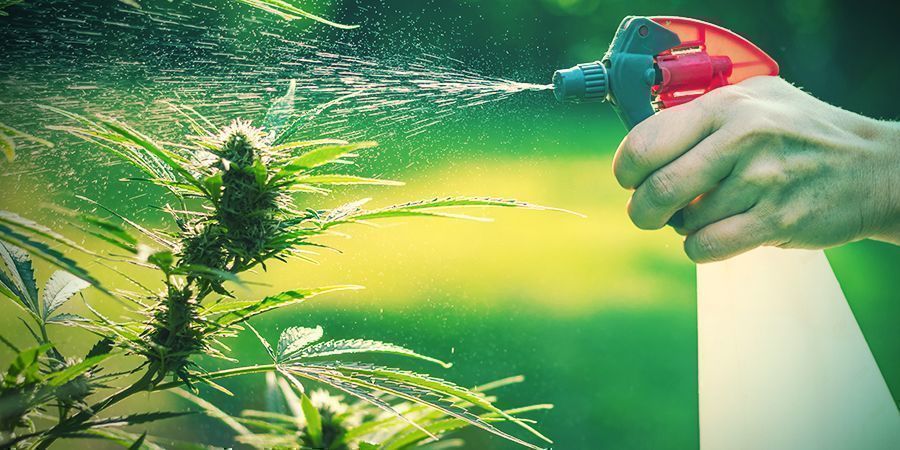 Voor- En Nadelen Van Wiet Kweken In De Tuin