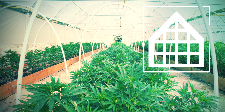 Cannabis Kweken In Broeikassen En Serres Cannabis Kweken In Broeikassen En Serres
