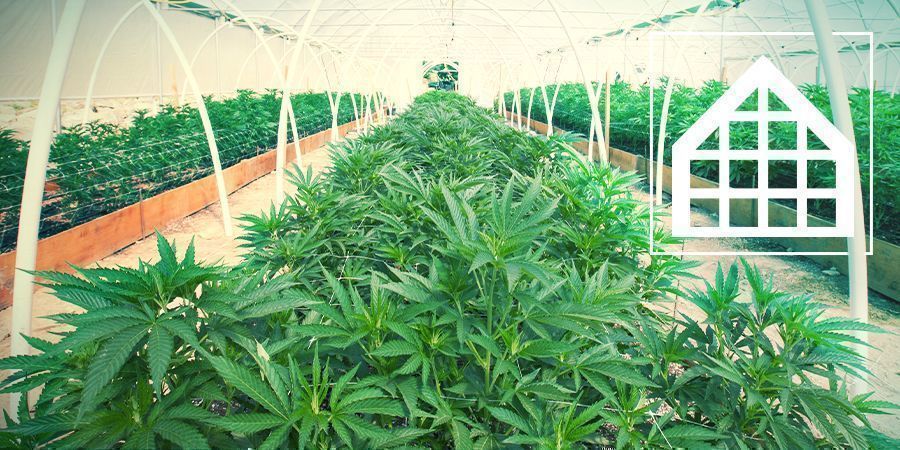 Cannabis Kweken In Broeikassen En Serres