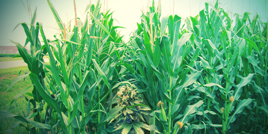 Voorbereiden Van Je Guerrilla Grow Spot Voorbereiden Van Je Guerrilla Grow Spot