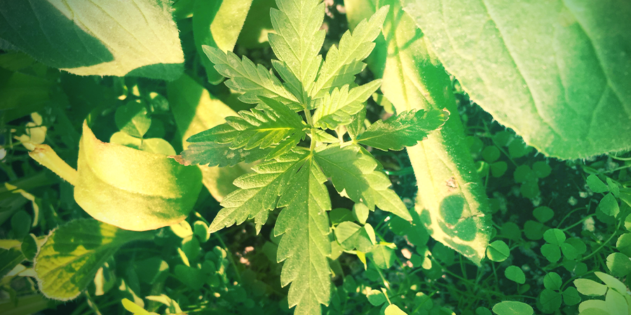 Camoufleren Met Gezelschapsplanten Camoufleren Met Gezelschapsplanten