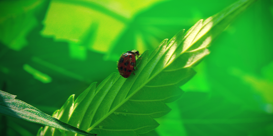 Voordelen Van De Vrije Natuur Voordelen Van De Vrije Natuur