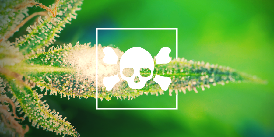 Cannabis Ziektes Cannabis Ziektes