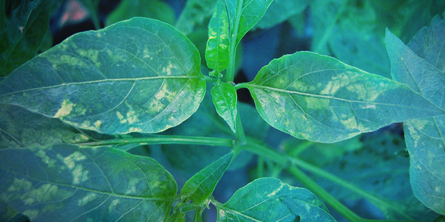 Tabaksmozaïekvirus (TMV) Tabaksmozaïekvirus (TMV)