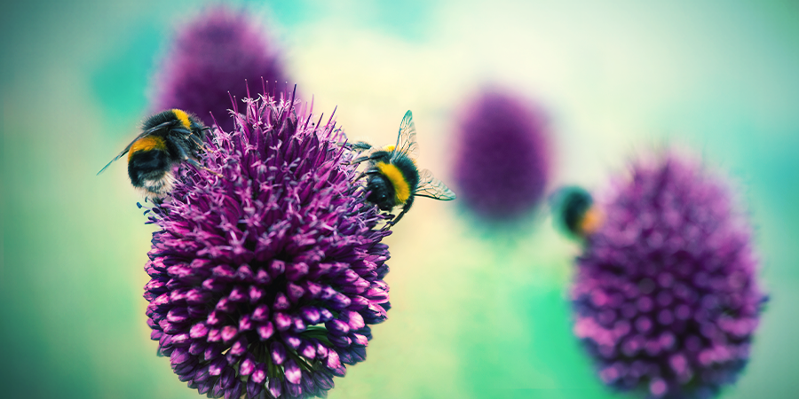 BIESLOOK: EEN NATUURLIJK AFWEERMIDDEL