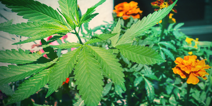 Goudsbloemen: Uitstekend Voor Cannabiscombinatieteelt GOUDSBLOEMEN: UITSTEKEND VOOR CANNABISCOMBINATIETEELT