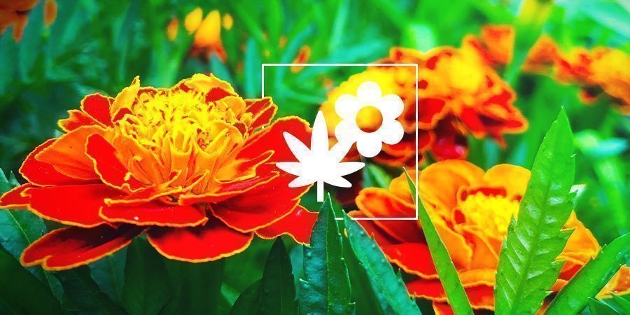 Cannabis Combinatieteelt: Goudsbloemen