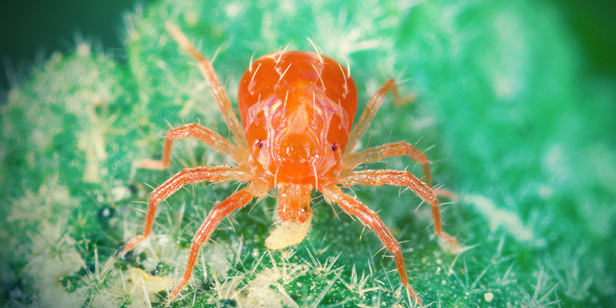 Roofmijt (Phytoseiulus Persimilis) Roofmijt (Phytoseiulus Persimilis)