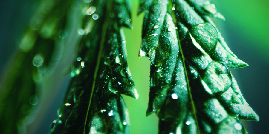 How To Use Neem Oil How To Use Neem Oil