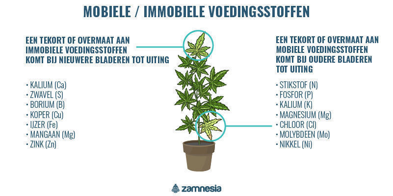 Mobiele versus immobiele voedingsstoffen