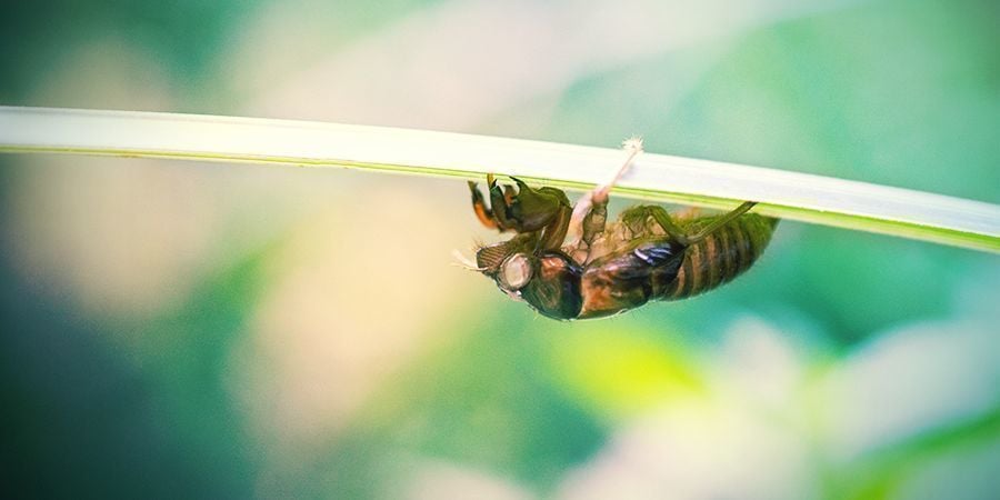 Cicaden (Empoasca Decipiens)