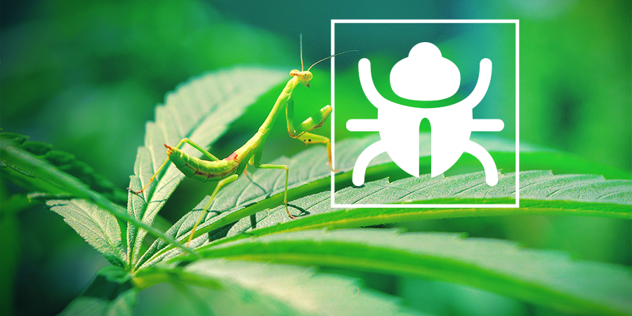 Vervelende Beestjes En Insecten Vervelende Beestjes En Insecten