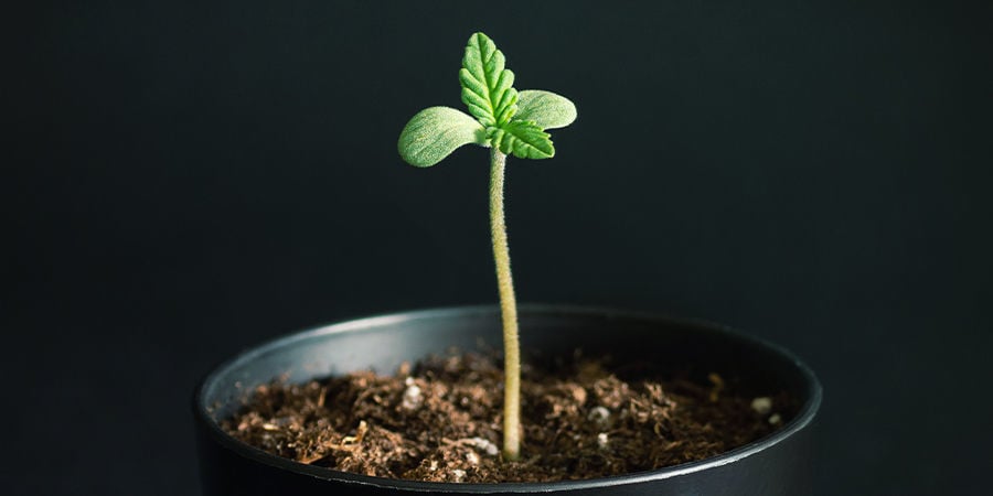 Kan wortelrot ook andere planten aantasten?