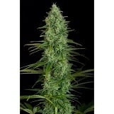 Dinafem Critical Jack Critical Jack