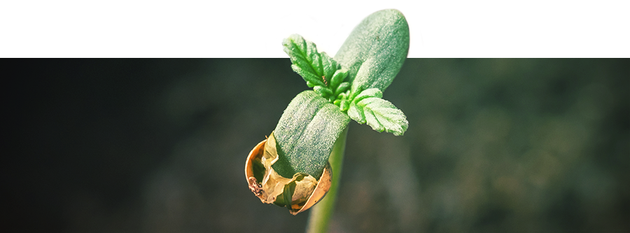 Info Over Het Ontkiemen Van Wiet Info Over Het Ontkiemen Van Wiet