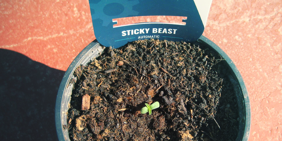 Hoe Ontkiem Je Cannabiszaden? 