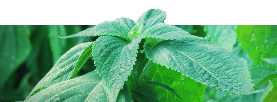Informatie over Salvia divinorum Informatie over Salvia divinorum