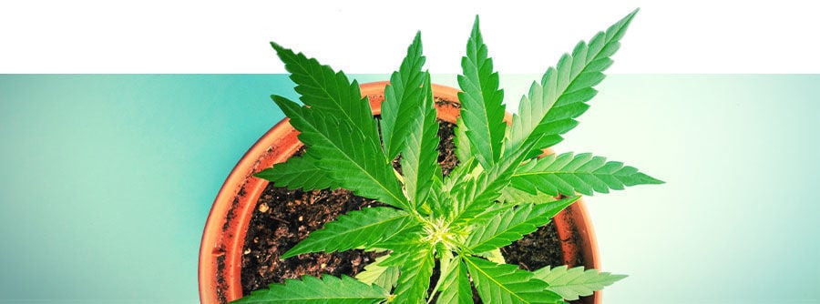 Autoflowering Wietzaden
