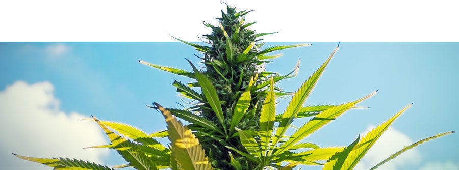 Feminized Wietzaadjes