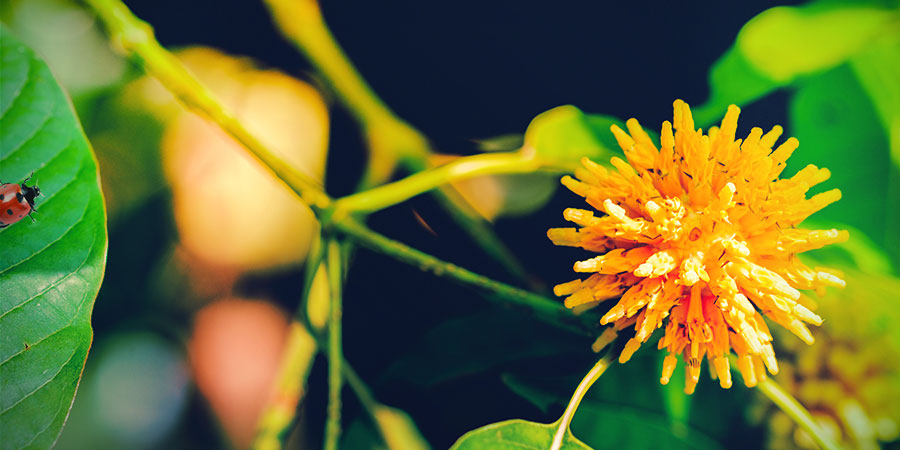 WAT IS KRATOM?