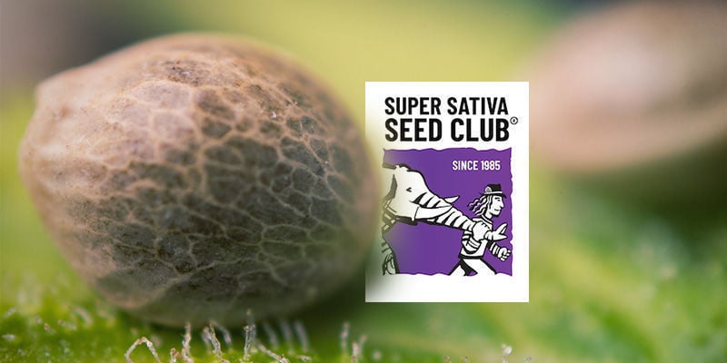 Bestaat het assortiment van Super Sativa Seed Club alleen uit sativa-zaden?