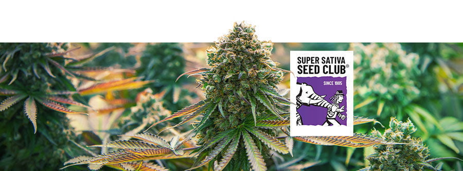 Informatie Over Super Sativa Seed Club Informatie Over Super Sativa Seed Club