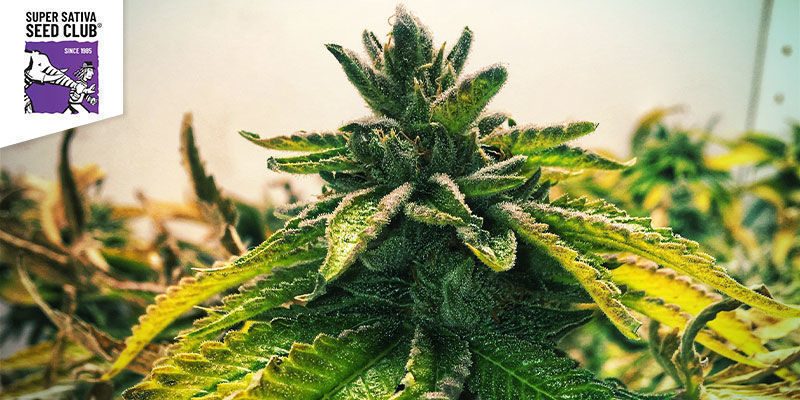 Lava Freeze (Super Sativa Seed Club)