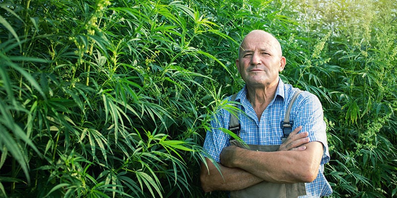 SSSC tegenwoordig SSSC (Super Sativa Seed Club) tegenwoordig