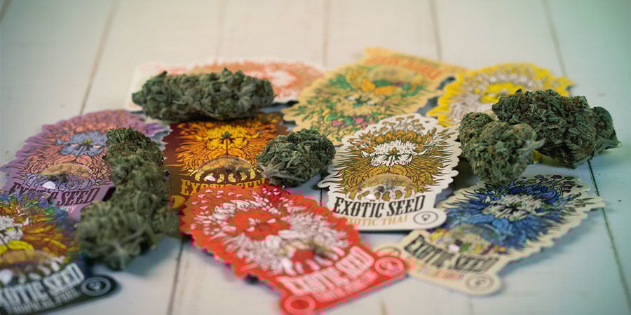 Wie Zitten Er Achter Exotic Seed? Wie zijn Exotic Seed?