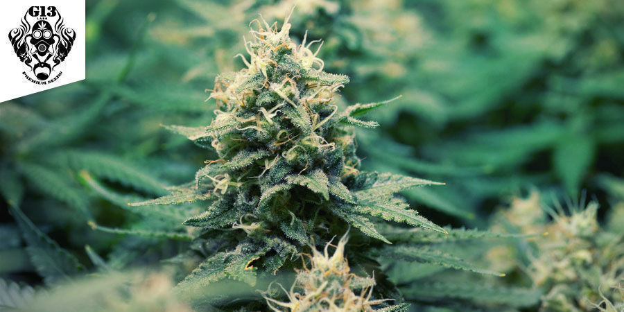 Pineapple Express - G13 Labs Pineapple Express - G13 Labs