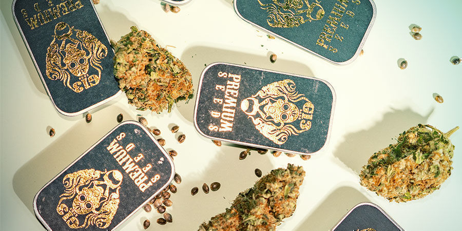 Waarom Zou Je Voor G13 Labs Moeten Gaan? Waarom zou je voor G13 Labs moeten gaan?