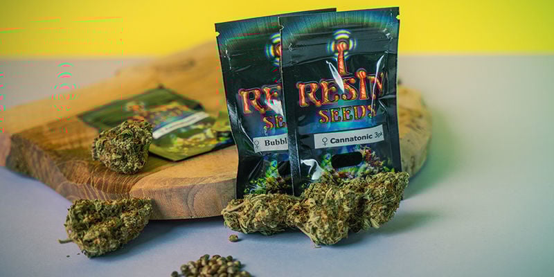 Resin Seeds: Uitsluitend Feminized Wietzaadjes Resin Seeds: feminized wietzaadjes