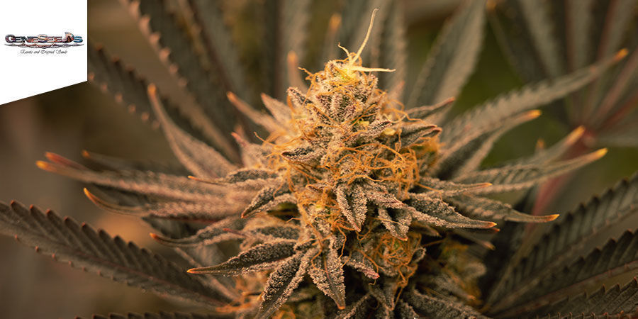 Black Lebanon - GeneSeeds