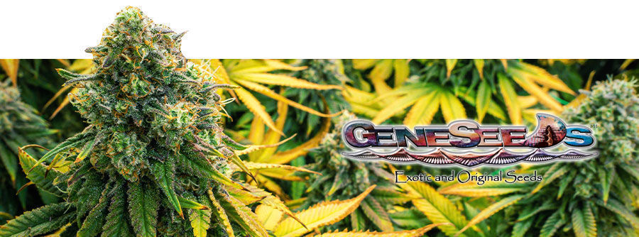 GeneSeeds
