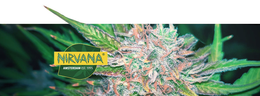 Informatie Over Nirvana Seeds Informatie Over Nirvana Seeds